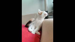 British Shorthair + Calico Kitten For Adoption - 9 Months, Nippon from Ara Damansara, Selangor