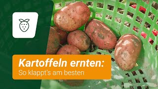 Kartoffeln ernten: So klappt's am besten