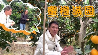 種植了19年的果樹就是這麼霸氣，地理性標誌保護的水果，鹿砦蜜橙【鄉情阿歡】