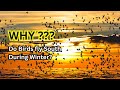 Amazing Facts | Bird | Why do birds fly South During Winter?