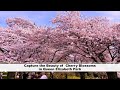 Capture the Beauty of  Cherry Blossoms in Queen Elizabeth Park | Vancouver, British Columbia, Canada