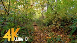 Autumn Walk Trail #2 - Short Preview 4K Nature Fall Relax Video