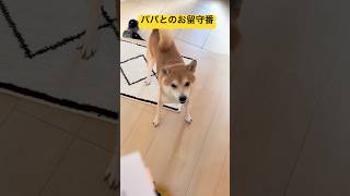 【柴犬りく君】お留守番後のお出迎えが可愛い柴犬♡#柴犬ライフ #柴犬大好き #dog #可愛い#柴犬