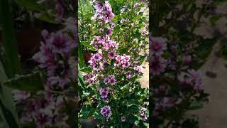 Mallow / Malva , Winter Flowers