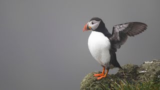 Faroe Islands | Nature and Wildlife