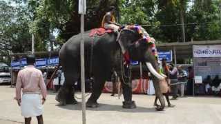 Koodalmanikyam elephants 2013