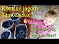 Kwaśne jagody kamczackie? Co zrobić aby jagoda kamczacka była słodka - Ogrodowe pierdamony 151