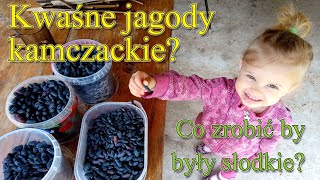 Kwaśne jagody kamczackie? Co zrobić aby jagoda kamczacka była słodka - Ogrodowe pierdamony 151