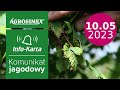 Ochrona, nawożenie i regeneracja malin po przymrozkach - komunikat jagodowy