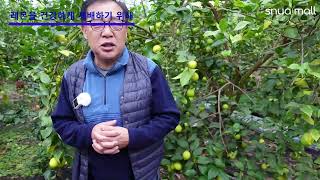 친환경제주레몬영농조합 방문기