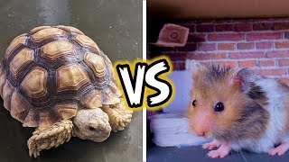 Hamster vs Tortoise in Drag Race Circuit Obstacle Course - DIY Hamster Maze