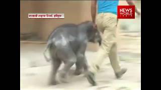 Rajaji National Park Of Haridwar Welcomes Baby Elephant Johnny