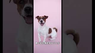 迷子の犬を見つけるための新たな道#雑学 #犬 #鼻紋 #動物