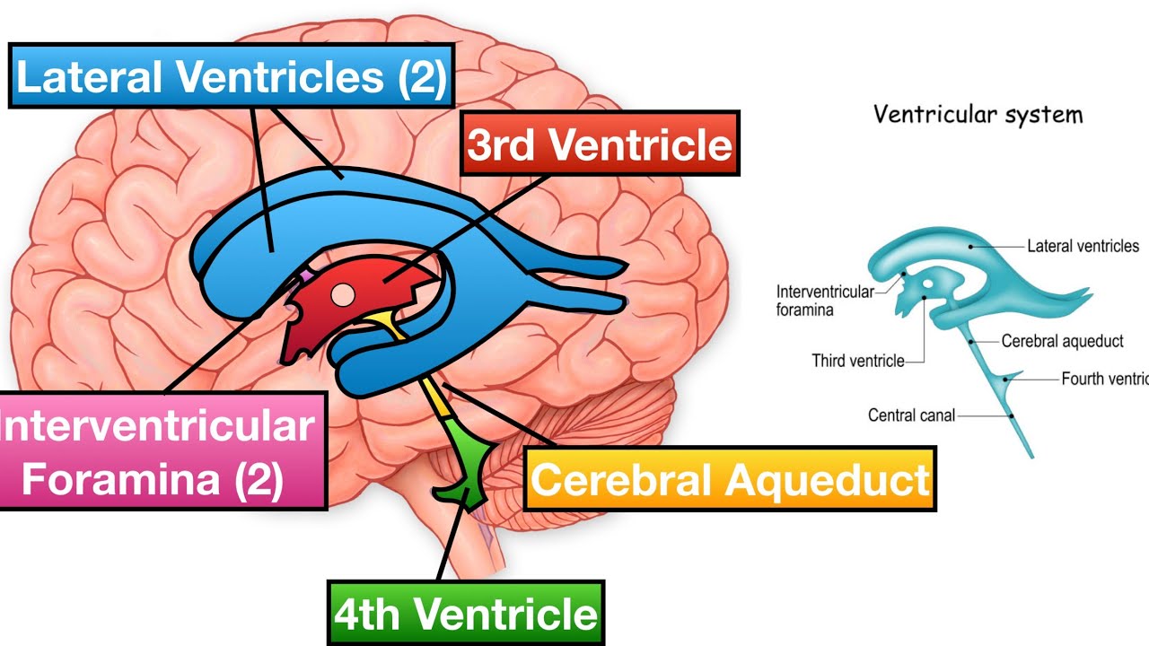 Ventricles Of The Brain ||Anatomy - YouTube