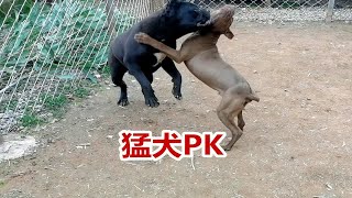 比特犬越战越勇，卡斯罗犬体力不支，猛犬对决精彩刺激