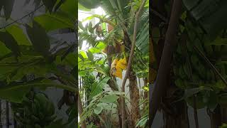 Three bunches of bananas in my very tiny food forest!