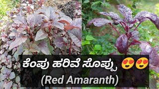 kempu harive soppu | ಕೆಂಪು ಹರಿವೆ ಸೊಪ್ಪು | red amaranth #harvesting #pure organic