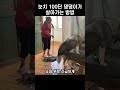 눈치 100단 댕댕이가 주인과 살아가는 방법 대공개