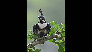 Rare Black-crowned Falcon on the Ginkgo Tree. #WildBirds