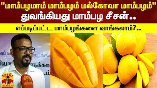 துவங்கியது மாம்பழ சீசன்.. எப்படிப்பட்ட மாம்பழங்களை வாங்கலாம்?.. | MANGO