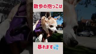 『激怒シリーズ』❣️ブチギレ#チワワ #犬の散歩 #ブチギレ＃shorts #愛犬＃抱っこ