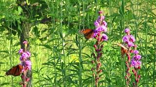 8 7 17 3 lady monarchs on meadow blazingstar at WILD MVI 7867