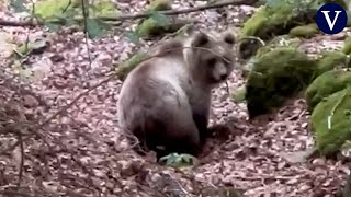 Temeraria filmación en el Valle de Arán: esto es lo que no debes hacer si te encuentras con un oso