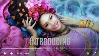 Orchid Club the most beautiful orchid video