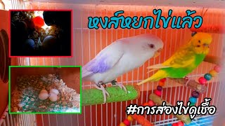 นกหงส์หยกไข่แล้ว!! ส่องดูไข่มีเชื้อหรือไม่? | Lovely Bird EP.4