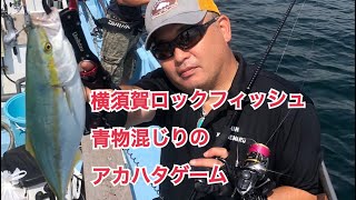 【三浦半島ロックフィッシュ】なかなかオオモンハタが釣れない