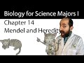 Chapter 14 – Mendel and the Gene Idea