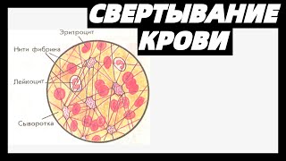 Свертывание крови | Образование тромба | Последовательность свертывания крови ЕГЭ биология