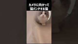 カメラに向かって猫パンチする猫#shorts