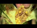 multi pest complex corn earworm