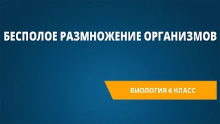 Бесполое размножение организмов