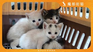 【魔都街猫】蚊虫环绕，躲在地下车库勉强求生的猫咪，什么时候能有个家？｜A cat hiding in an underground garage.