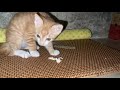 流浪猫饿了两天两夜，幸得热心小姐姐风雨无阻喂食，小猫不再挨饿