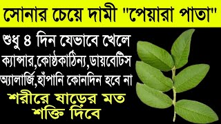 শুধু ৬ দিন ৩ টি করে পেয়ারা পাতা সেবন করলে এমন কোন রোগ নেই যে ভালো হবে না!সকল গোপন সমস্যা দূর হবে