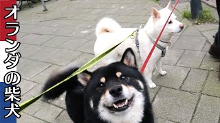 柴犬柿丸 マイクを狙う柴犬【オランダ / 環境音 / 4K】Kaki-Maru the Shiba Inu