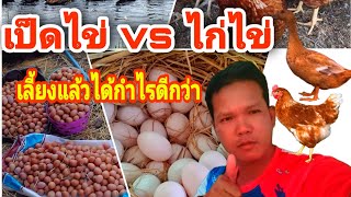 เลี้ยงเป็ดไข่กับไก่ไข่แบบไหนได้กำไรดีกว่ากัน ช่องทางตลาดขายไข่