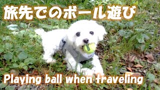 マルチーズ、旅先ではボール遊びをこうします。/ Maltese, This is how we play ball when we travel.