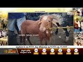 தீபாவளி பண்டிகையையொட்டி களைகட்டிய ஆட்டுச்சந்தை goat sales