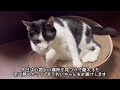 先生と、病院猫れいちゃんの夏がはじまる。。