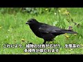 【カラスの雑学】＃鳥＃動物＃雑学＃字幕