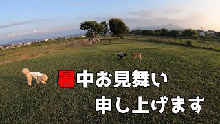 【甲斐犬】猛暑のドッグラン【暑中お見舞い申し上げます】