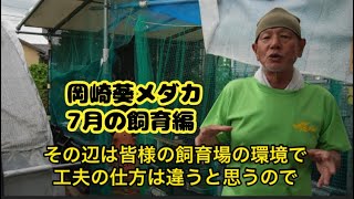 岡崎葵メダカ🐟7月の飼育編🐟高水温注意時期です☀️