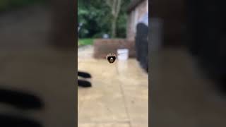 Bee Attack | Hoverfly