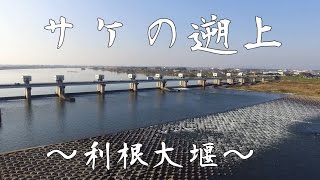 サケの遡上（利根大堰）