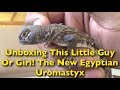 Unboxing The New Egyptian Uromastyx + Beardie Hornworm Feeding Unboxing The New Egyptian Uromastyx + Beardie Hornworm Feeding