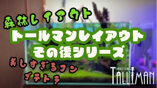 〜トールマンレイアウトその後シリーズ〜作成後3ヶ月経過した森林レイアウトはその後どうなったのか！？森レイアウト　コンゴテトラが美しい【アクアリウムトールマン動画チャンネル！トールマンTV!】